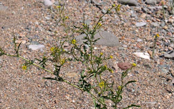 Sisymbrium irio, London Rocket, Southwest Desert Flora